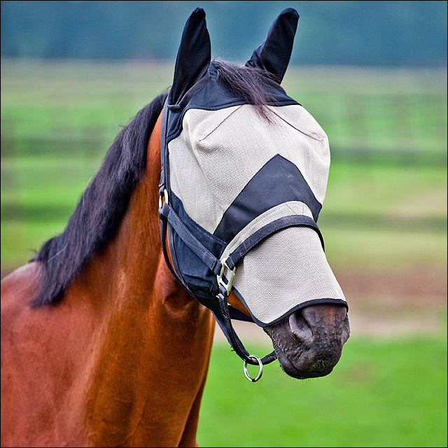 C-BL-F Full Horze Cheval Long Nez Nylon rayons UV Protect Fly Mask Hood Cover Front