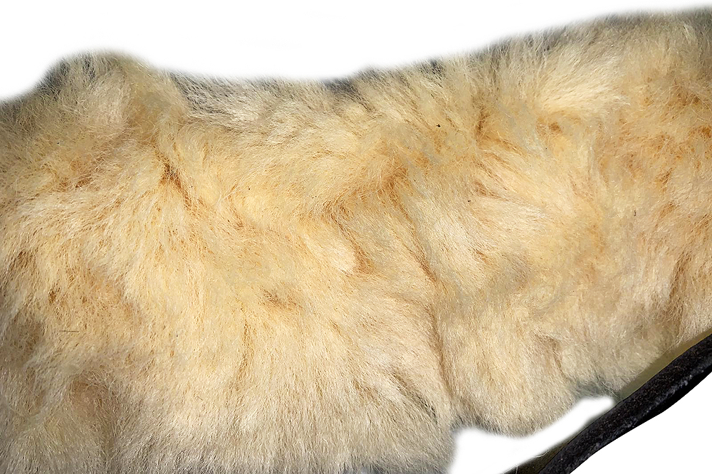 HA HILASON Pferd Hackamore Edelstahl mit Lederbezug - Bild 45 von 68