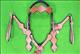 BHPA902-NEW HILASON WESTERN LEATHER HORSE BRIDLE HEADSTALL BREAST COLLAR SET - NATURAL