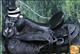 BHWD013BK-WD013BK HILASON BIG KING WESTERN WADE RANCH ROPING LEATHER HORSE SADDLE